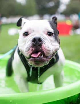 Dog in pool