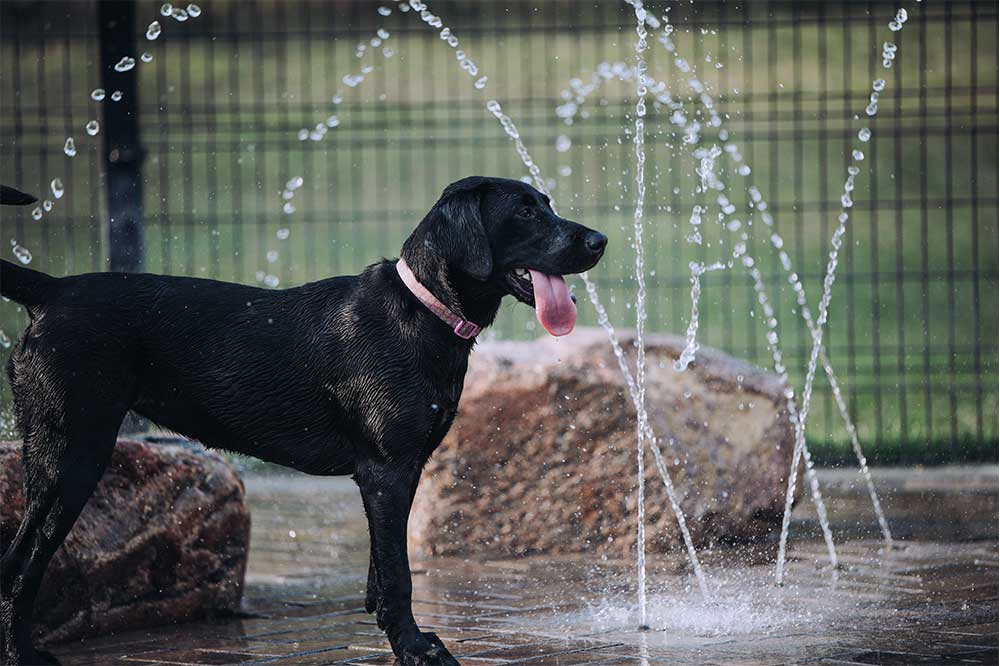 Dewey Dog Park