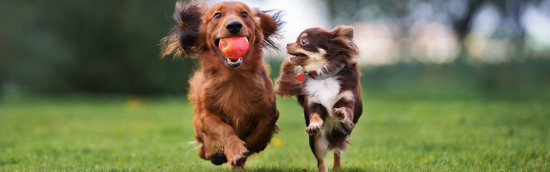 Dogs running with toys