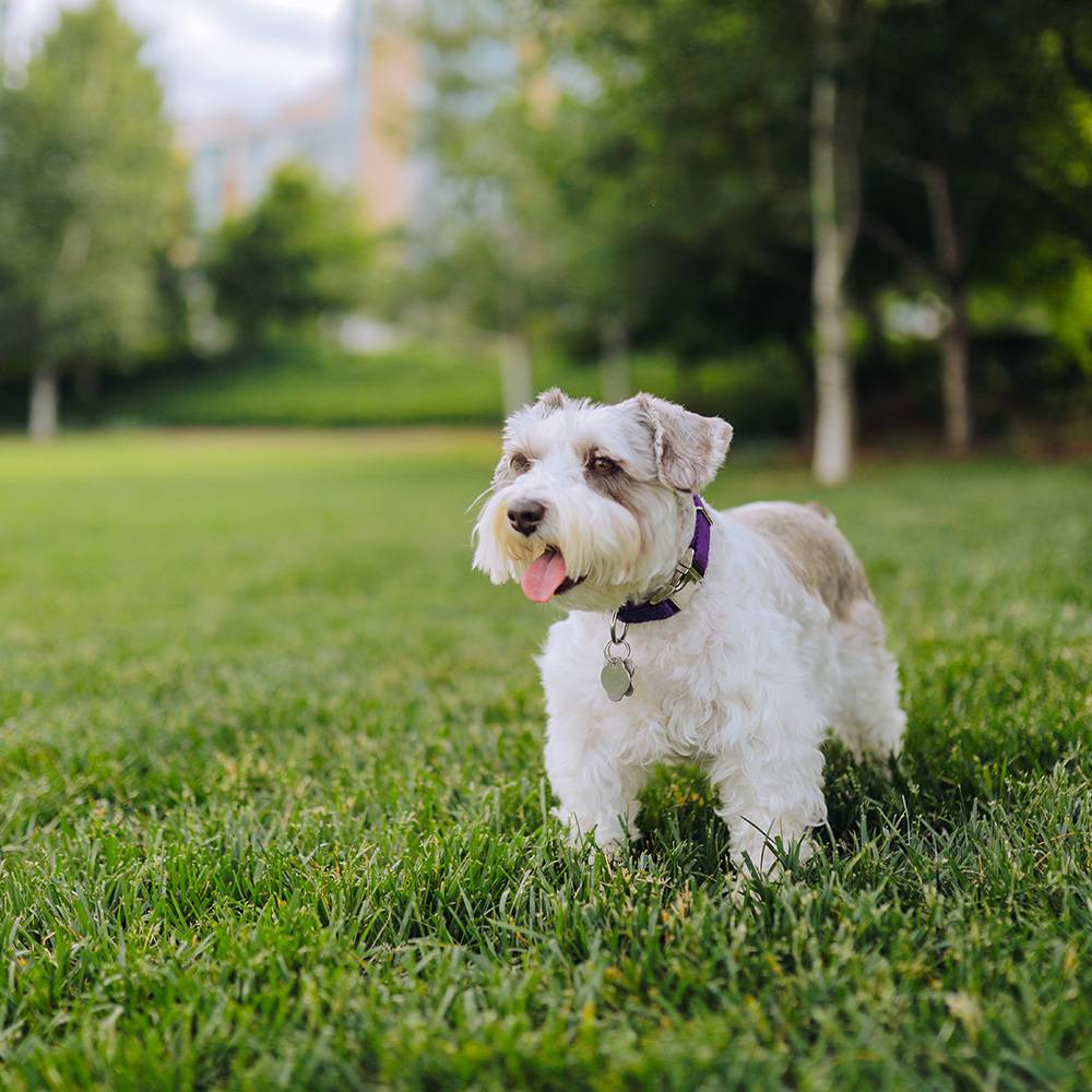 Dog in grass looking at something