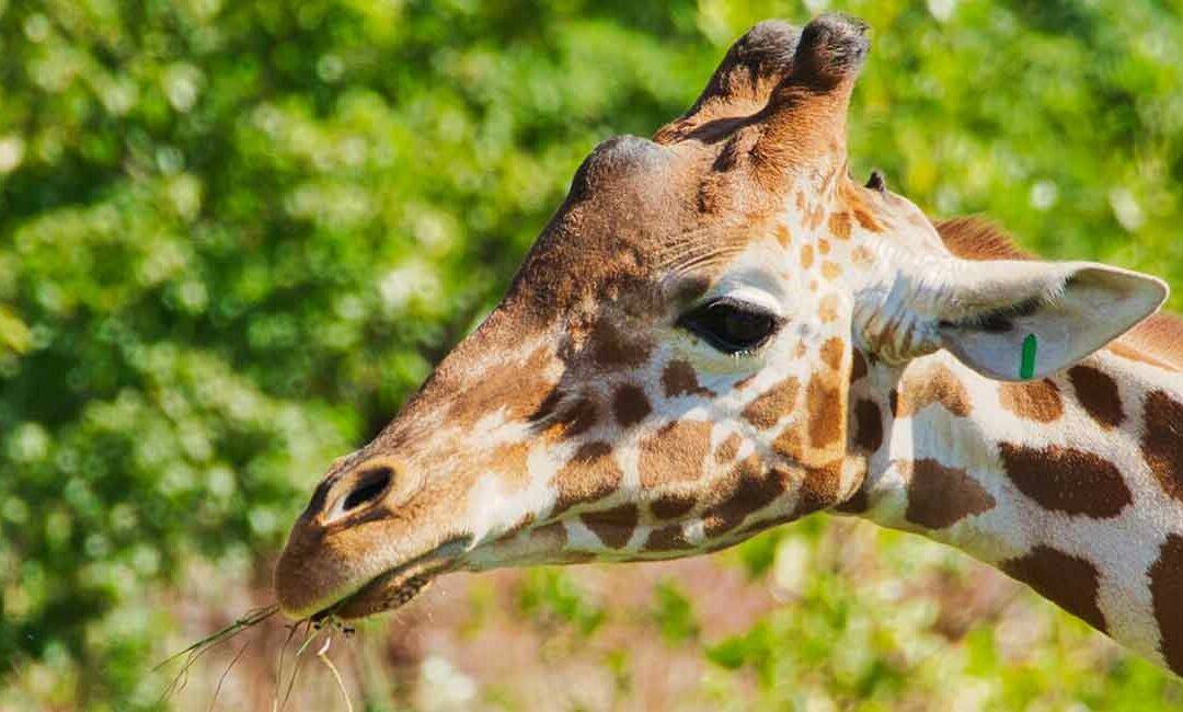 Omaha’s Henry Doorly Zoo Guide