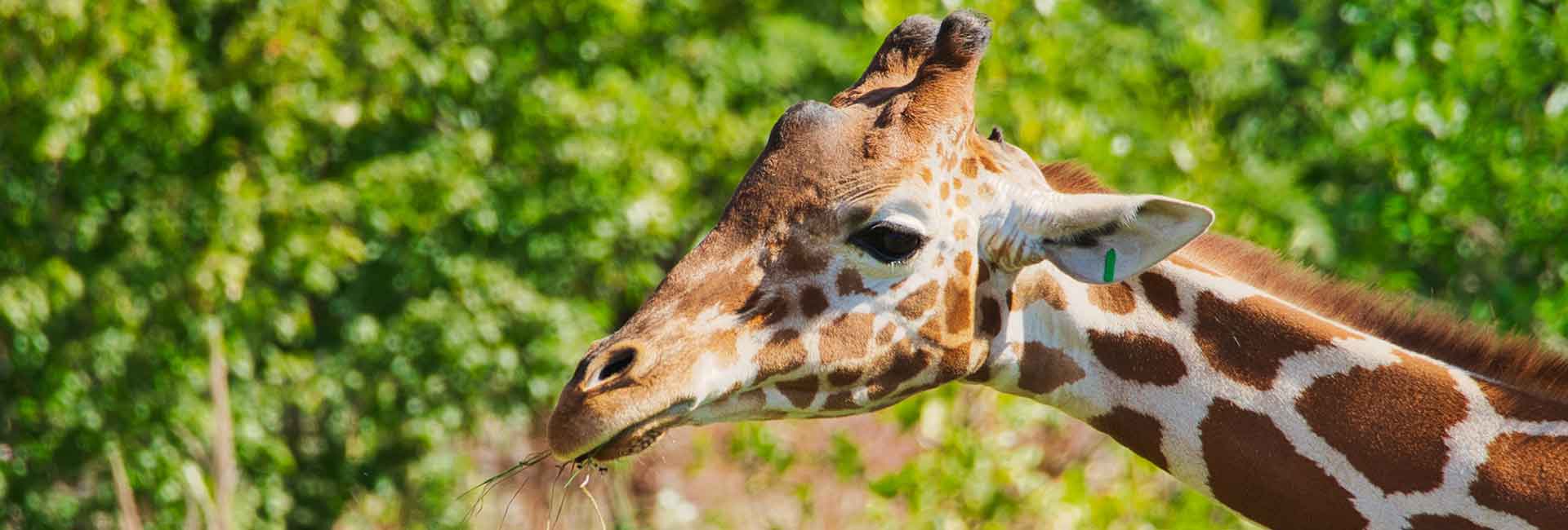 Giraffe at Henry Doorly Zoo in Omaha, NE near Midtown Crossing