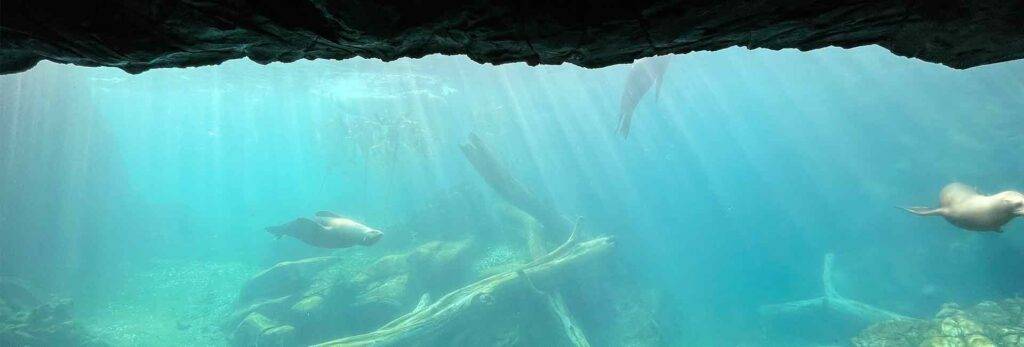 Sea Lion Shores Exhibit in Omaha Zoo near Midtown Crossing