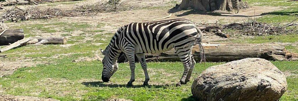 Zebra at Henry Doorly Zoo near Midtown Crossing in Omaha, NE