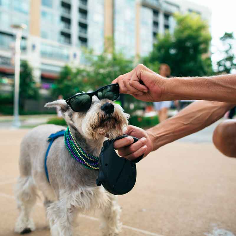 DogSunglasses800x800 Dog wearing sunglasses in Turner Park