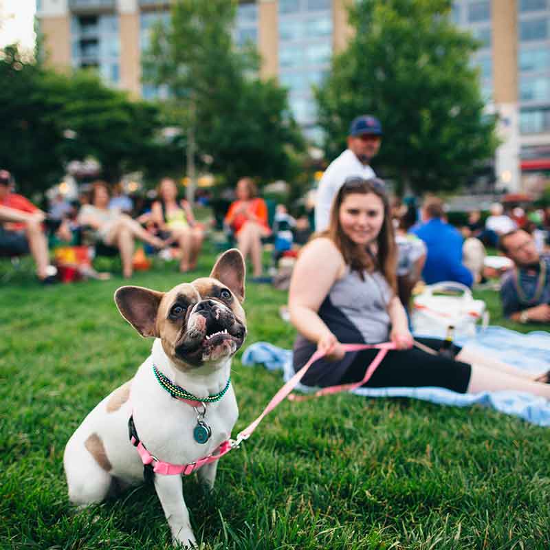 DogTurnerParkEvent800x800 Dog at an event in Turner Park